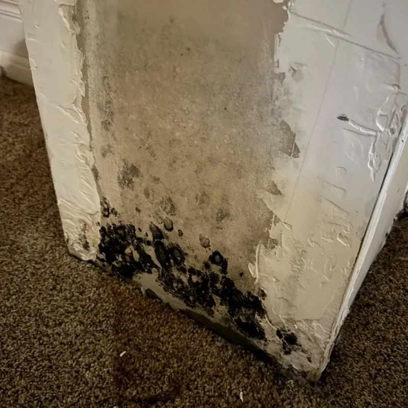 Professional Mold Removal in South Henderson, NC